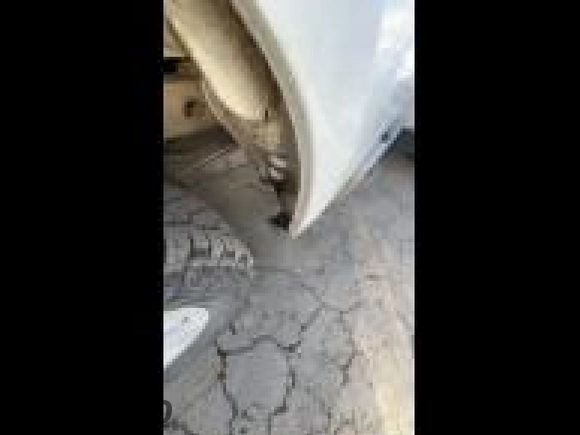 2020 Chevrolet Silverado 1500 LT with VIN 3GCUYDED3LG186890, listed as a IAAI auction lot 42185730 with 123,518 mi miles and . Bid and sale history available at DreamBid. Image 44.