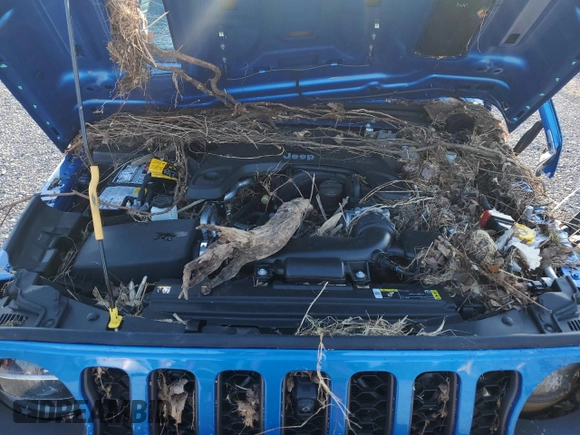 2021 Jeep Gladiator Rubicon z VIN 1C6JJTBGXML551111, wystawiony jako Copart lot #52538935 z przebiegiem Nie podano mil oraz Szkoda całkowita • Salvage title. Historia ofert i sprzedaży dostępna na DreamBid. Obrazek 11.