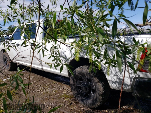 2021 Ram 3500 Tradesman with VIN 3C63R3GL2MG549275, listed as a Copart auction lot 52675934 with 0 mi miles and Salvage Title. Bid and sale history available at carsss.com. Image 2.