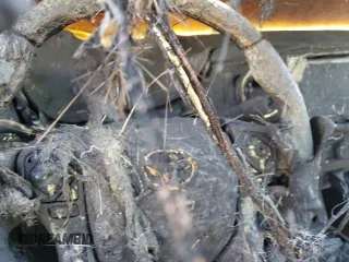 2017 Toyota Tacoma SR5 z VIN 3TMDZ5BN3HM033290, wystawiony jako Copart lot #55990995 z przebiegiem Nie podano mil oraz Szkoda całkowita • Salvage title. Historia ofert i sprzedaży dostępna na DreamBid. Obrazek 9.